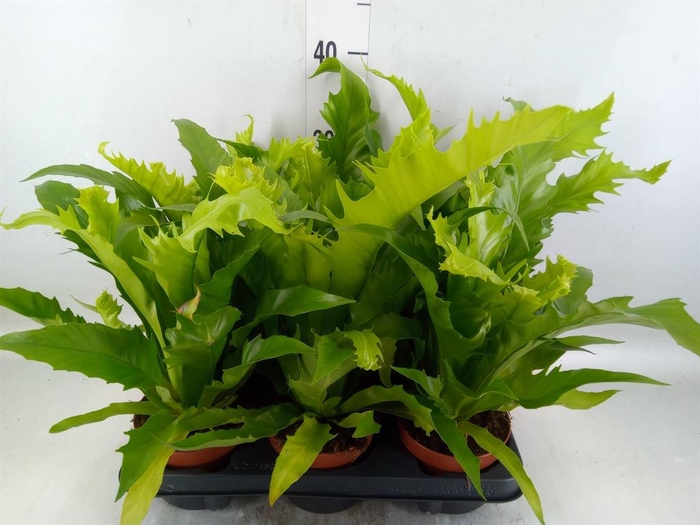 <h4>Asplenium antiquum 'Gioia'</h4>