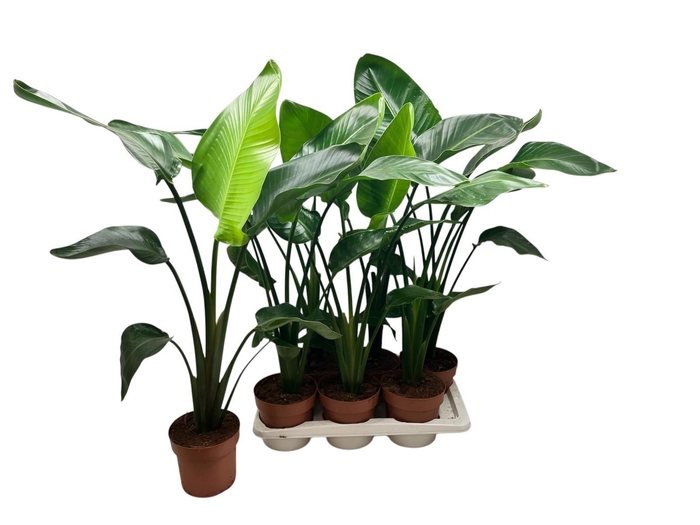 <h4>STRELITZIA NICOLAI</h4>