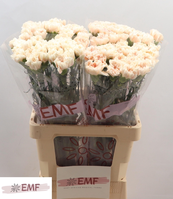 <h4>Di St Peach Tea+</h4>