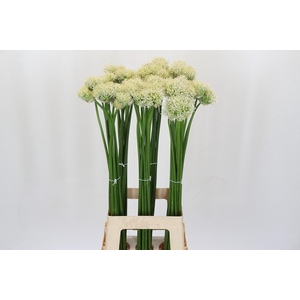 Allium Mount Everest