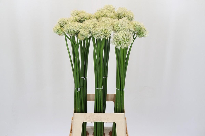 <h4>Allium Mount Everest</h4>