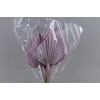 Dried Palm Spear 10pc L Pink Bunch