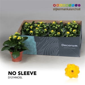 Kalanchoe No Sleeve - Yellow