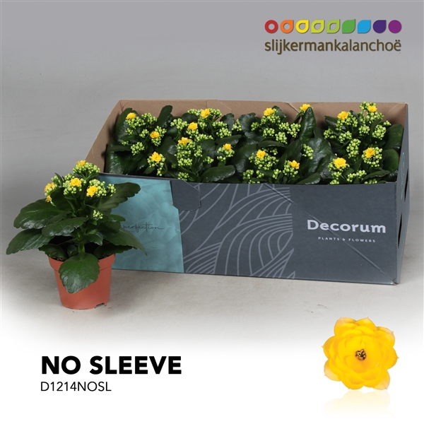 <h4>Kalanchoe No Sleeve - Yellow</h4>