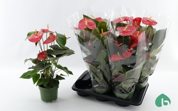 <h4>ANTHU AN AREBO</h4>