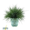 Festuca glauca