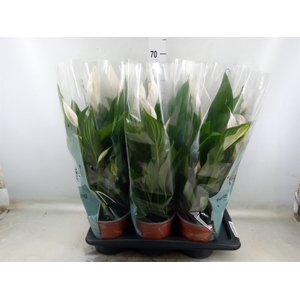 Spathiphyllum  'Bingo Cupido'