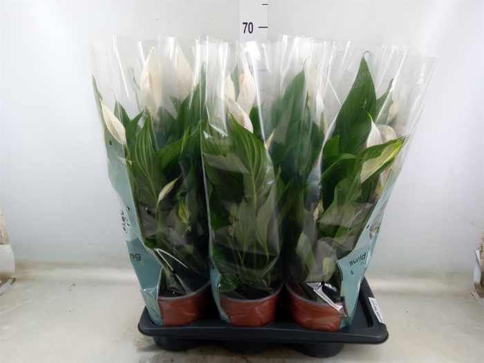 <h4>Spathiphyllum  'Bingo Cupido'</h4>