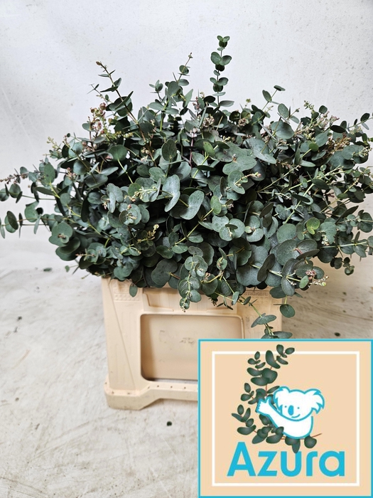 <h4>EUCA GU AZURA</h4>