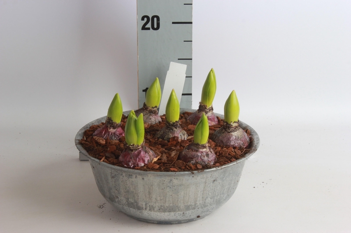 <h4>ARR HYACINTH</h4>