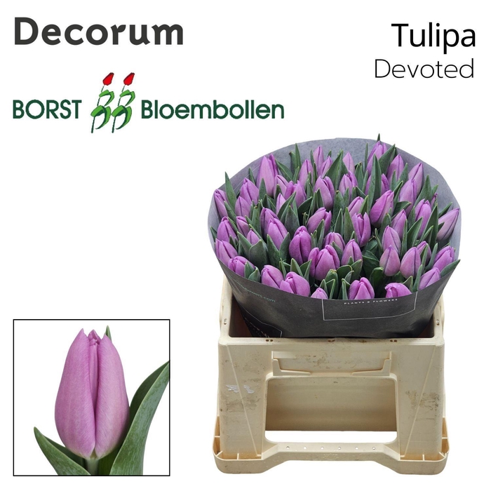 <h4>TU EN Devoted</h4>