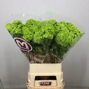 Viburnum Greenhouse 2 Kop Mediaverdi