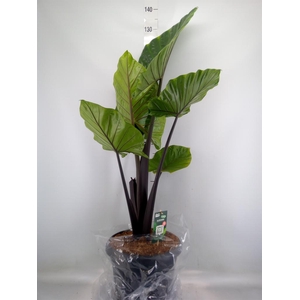 Alocasia   ...