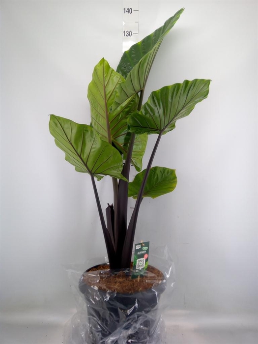 <h4>Alocasia   ...</h4>