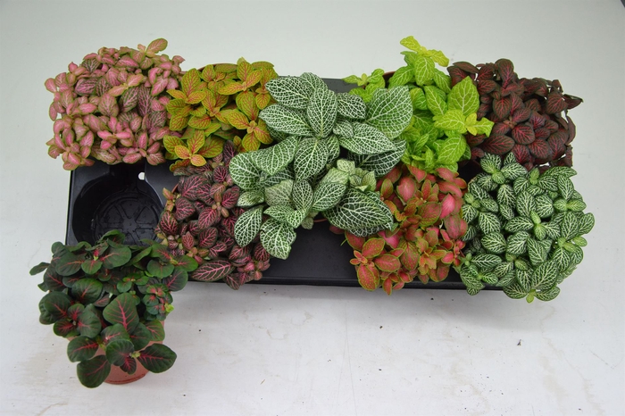<h4>Fittonia   ...mix</h4>