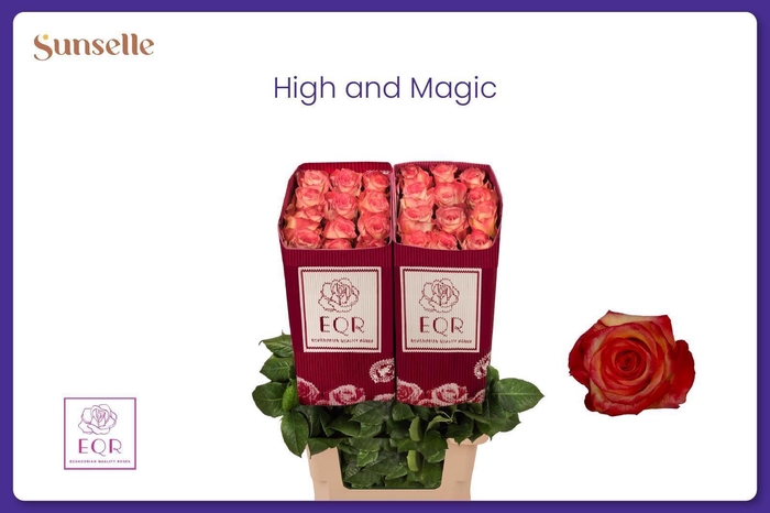 <h4>R GR HIGH & MAGIC</h4>