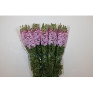 Antir Overig Lavender