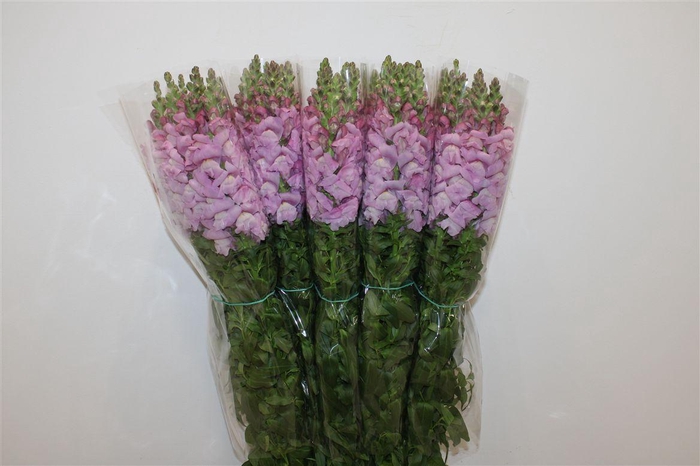 <h4>Antir Overig Lavender</h4>