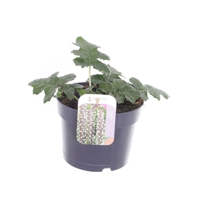 Acanthus mollis
