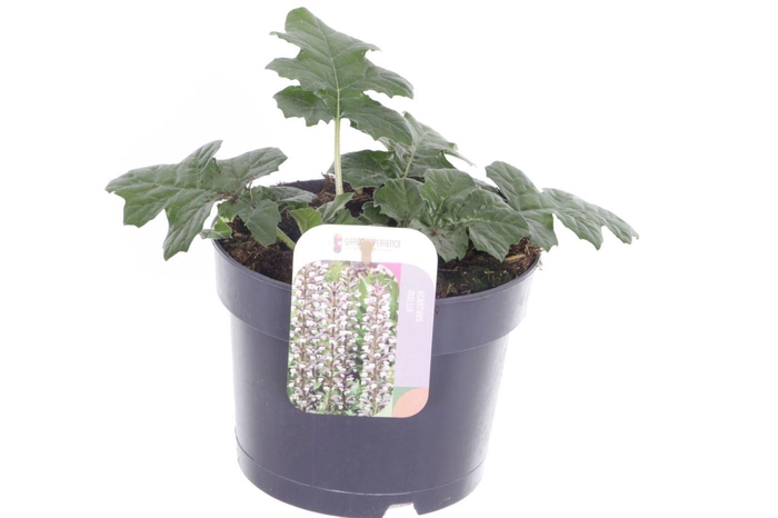 <h4>Acanthus mollis</h4>