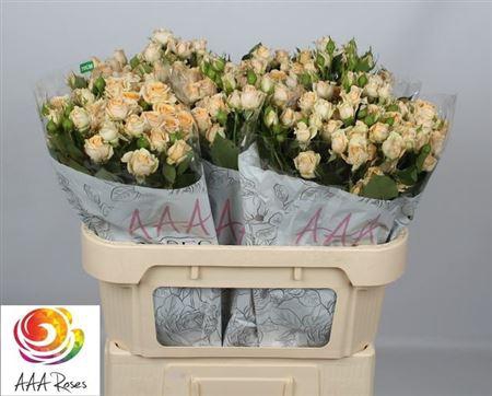 <h4>R Tr Trinity</h4>