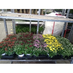 Chrysanthemum  'GardM'   ...mix