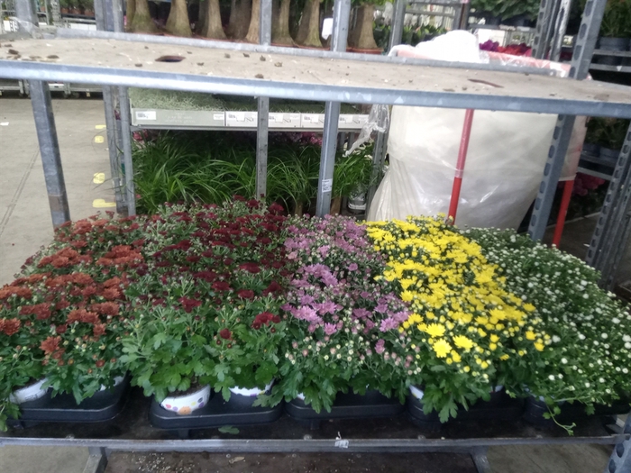 <h4>Chrysanthemum  'GardM'   ...mix</h4>