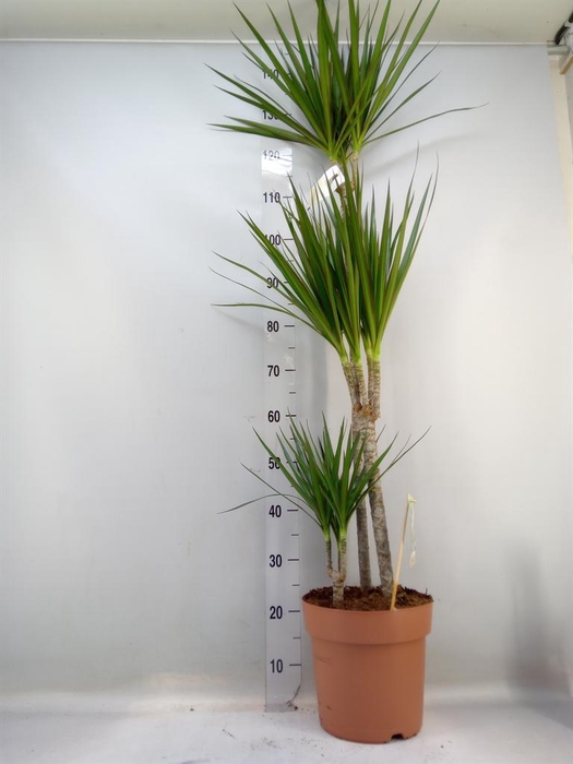 <h4>Dracaena marg.</h4>