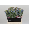 Oxypetalum Tweedia Blue