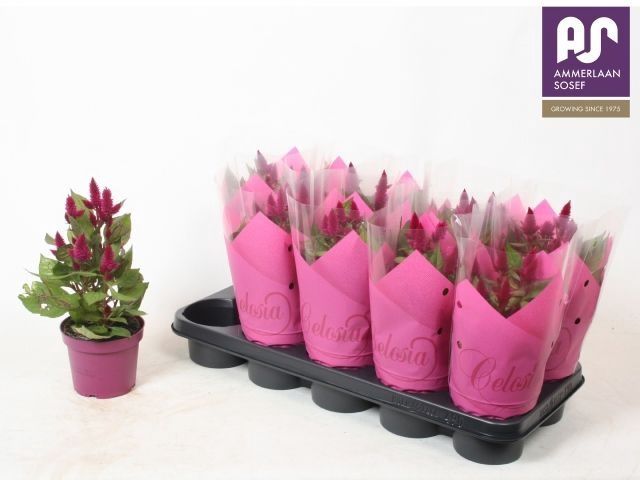 <h4>Cel Deep Purple</h4>