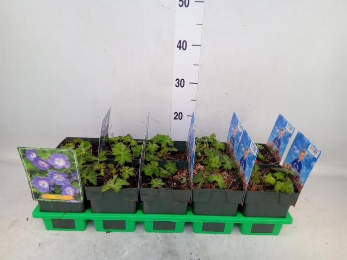 <h4>Geranium  'Rozanne'</h4>