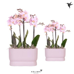 Kolibri Orchids Phalaenopsis pink 4 spike in Diabolo Twins pink