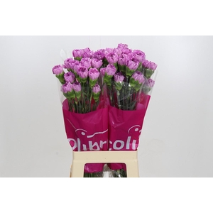 Dianthus St Yukari Scuro