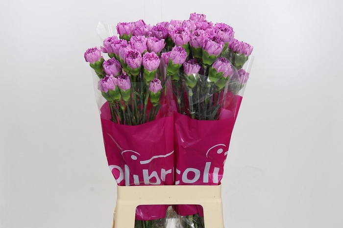 <h4>Dianthus St Yukari Scuro</h4>