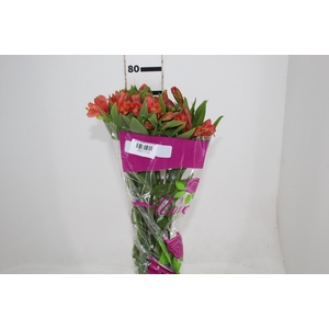ALSTROEMERIA TROPICANA 080 CM