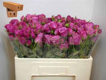 <h4>R Tr Fiction</h4>