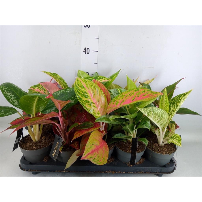 <h4>Aglaonema   ...</h4>