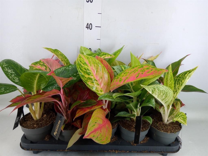 <h4>Aglaonema ...</h4>