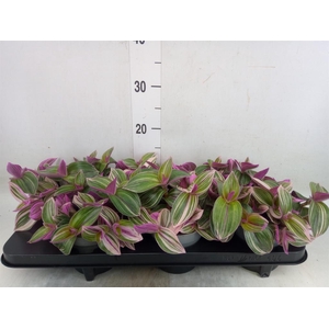 Tradescantia   ...