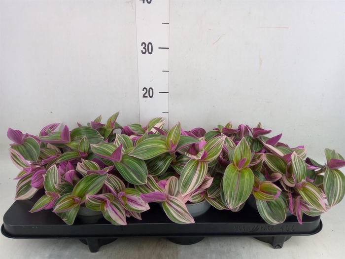 <h4>Tradescantia   ...</h4>
