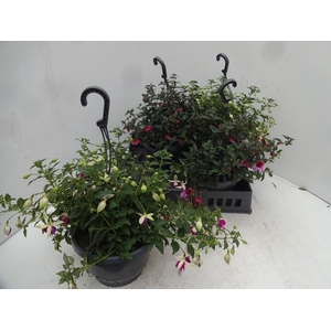 FUCHSIA GEM