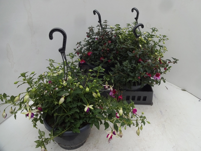 <h4>FUCHSIA GEM</h4>