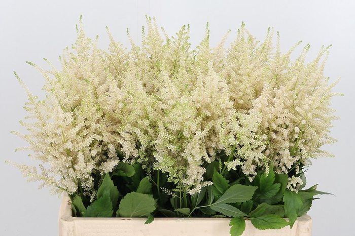 <h4>Astilbe Europa Roze</h4>