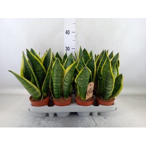 Sansevieria trifa. 'Futura Superba'