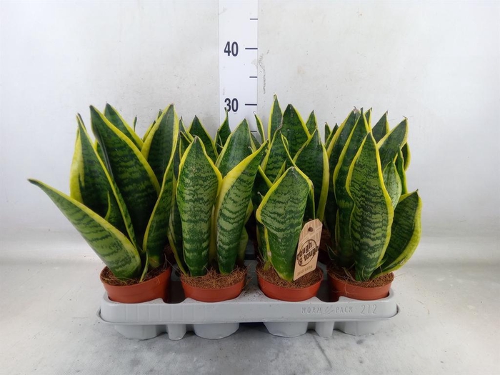 <h4>Sansevieria trifa. 'Futura Superba'</h4>