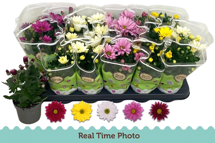 <h4>CHRYS GEM 5 KL</h4>