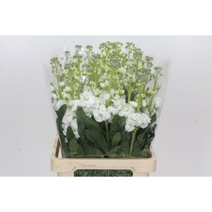 Matthiola Iron White