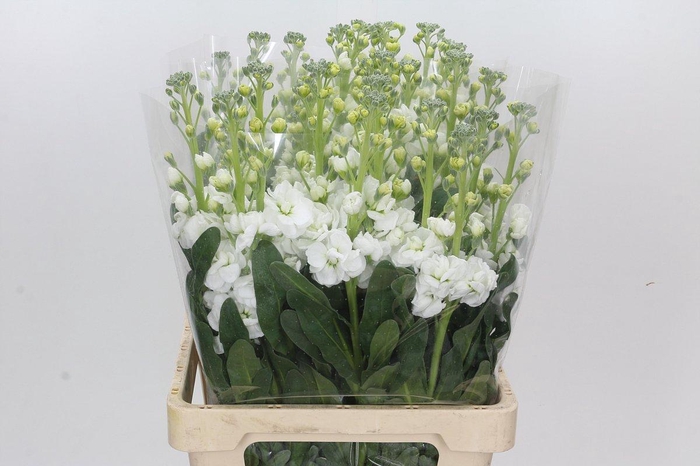<h4>Matthiola Iron White</h4>