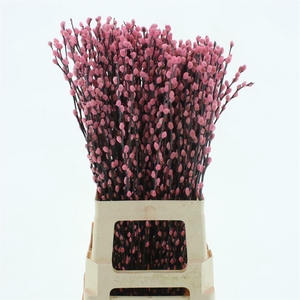 Salix Snow Flake Klb Light Pink