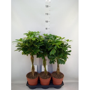 Schefflera arbor. 'Compacta'